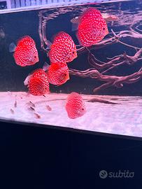 Discus pigeon blood polkadot 10/12cm