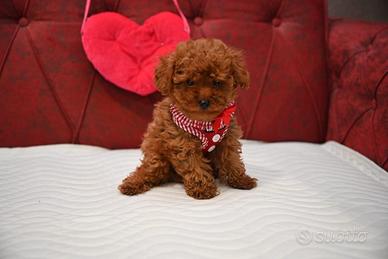 Cuccioli barboncini mini toy maschi e femmine