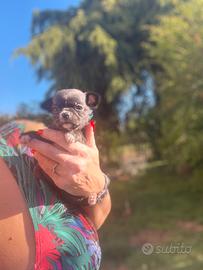 Cucciola chihuahua nera