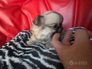 Chihuahua femmina pelo lungo meravigliosa ver 70gg
