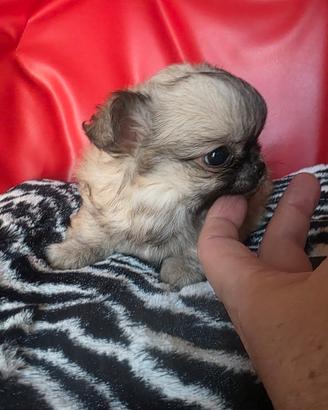 Chihuahua femmina pelo lu no meravigliosa ver 70gg