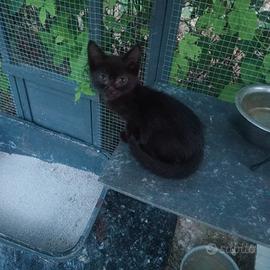 Gattini
