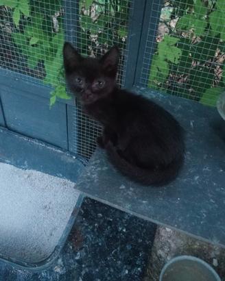 Gattini