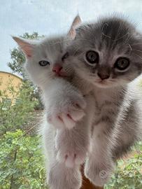 Scottish Straight e Scottish Fold