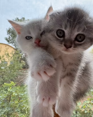 Scottish Straight e Scottish Fold