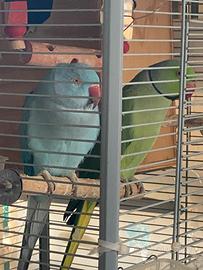 Parrocchetti dal collare