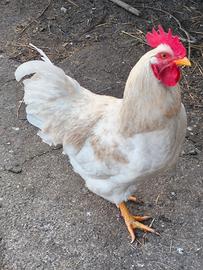 Gallo bianco con sfumature