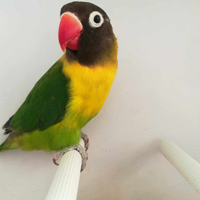 Insep mascherato femmina verde/ino