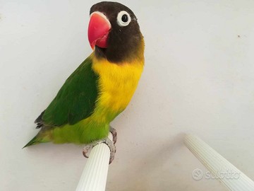 Insep mascherato femmina verde/ino