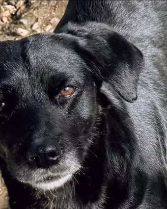Dolce cagnolina, 9 kg. 3 anni