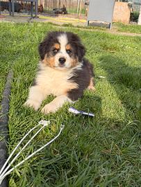 Cucciolo pastore australiano