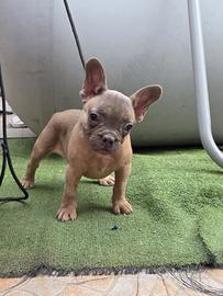 Cuccioli di bulldog Francese