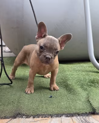 Cuccioli di bulldog Francese