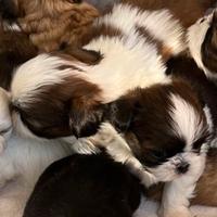 Shih Tzu shihtzu Imperial TOY cuccioli