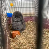 Coniglietta minilop blu