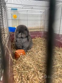 Coniglietta minilop blu