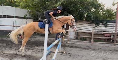 Cavallo da Salto