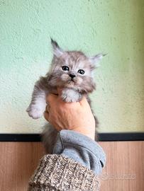 Dolcissimi maine coon XL