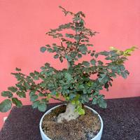 Bonsai Frassino