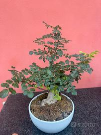 Bonsai Frassino