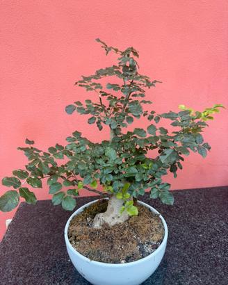 Bonsai Frassino