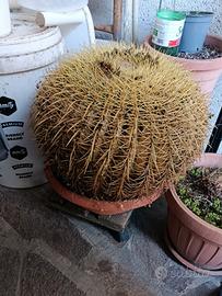 Pianta cuscino della suocera