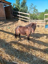 Pony Falabella