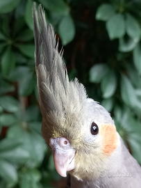 Calopsitta allevata a mano