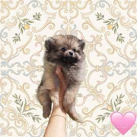 Pomerania spitz nano femminuccia crema carbonato