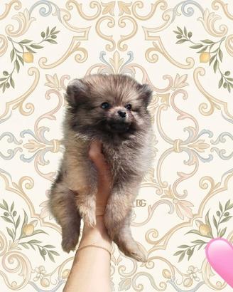 Pomerania spitz nano femminuccia crema carbonato