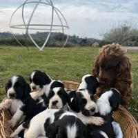 Cuccioli di cocker spaniel inglese