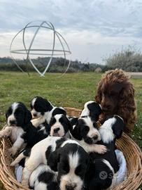 Cuccioli di cocker spaniel inglese