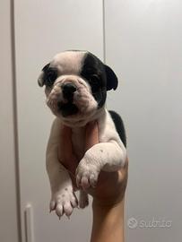 Cuccioli di bulldog francese