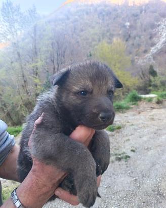 Cuccioli maschi lupo cecoslovacco