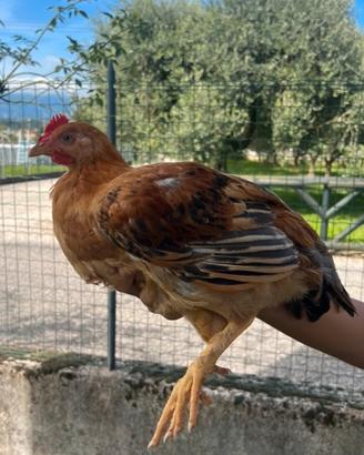 Galletti di 3 mesi