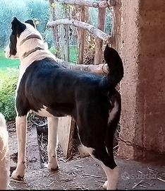 Asia centrale aborigeno