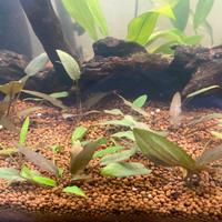 Pianta Cryptocoryne Wendtii "brown"