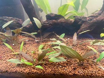 Pianta Cryptocoryne Wendtii "brown"