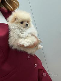 Spitz Pomerania Mini Toy