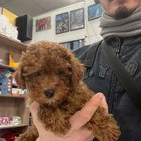 Cucciola di barbone nano Red