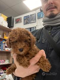 Cucciola di barbone nano Red