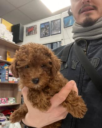 Cucciola di barbone nano Red