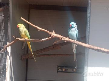 Coppia riproduttiva di parrocchetti dal collare