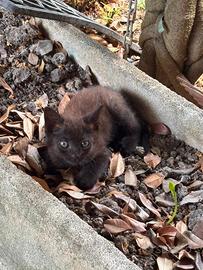 Gattini di due mesi