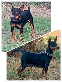 Cucciola pincher