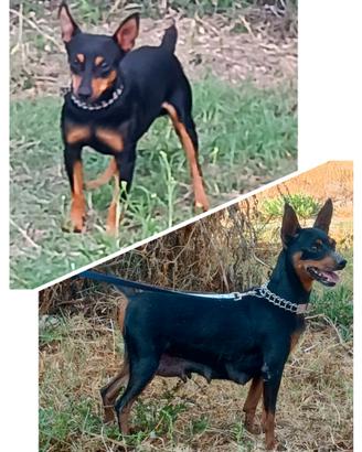 Cucciola pincher