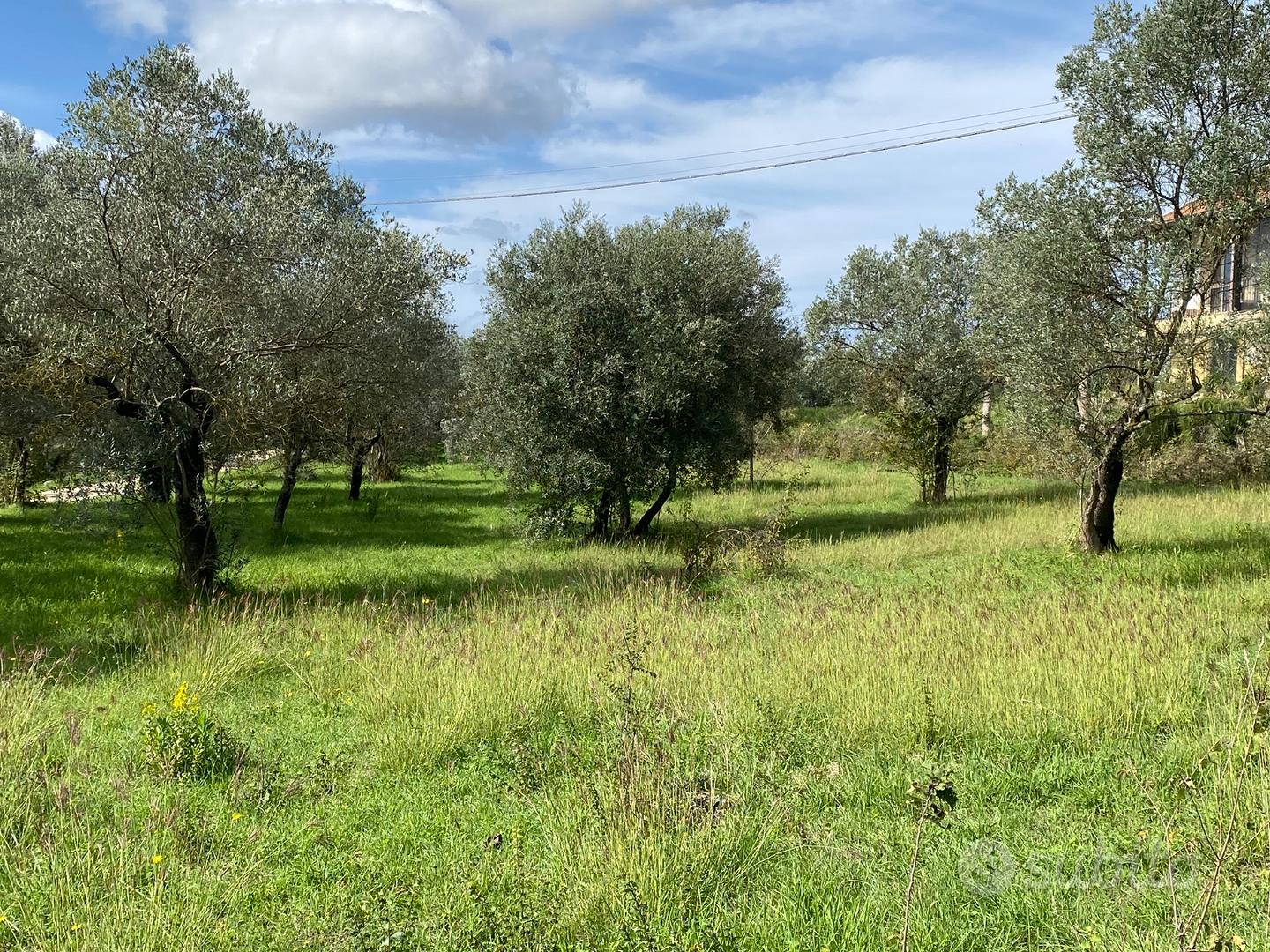 Uliveto - Vista 5