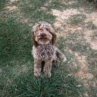 Vendita cane lagotto