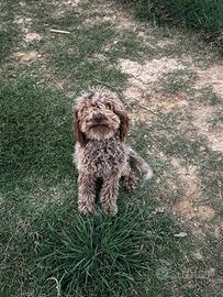 Vendita cane lagotto
