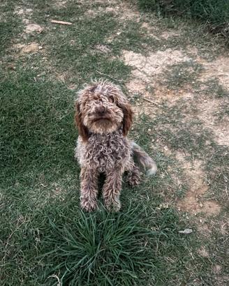 Vendita cane lagotto